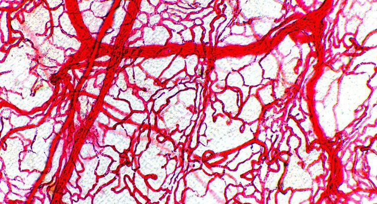 Por que as artérias têm paredes mais grossas do que veias?