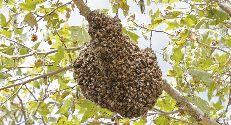 Quanto tempo leva para as abelhas fazerem uma colmeia?