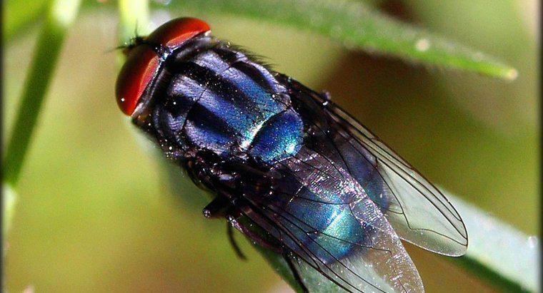 O que causa moscas domésticas?
