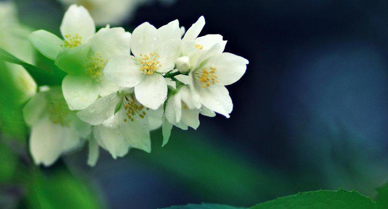 Qual é a planta de jasmim mais perfumada?