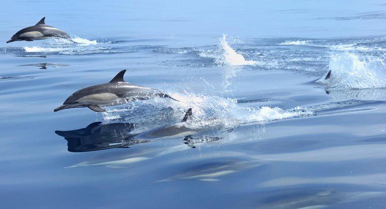 Quão rápido os golfinhos podem nadar?