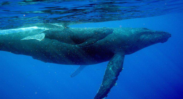 Como bebês baleias bebem leite de suas mães?