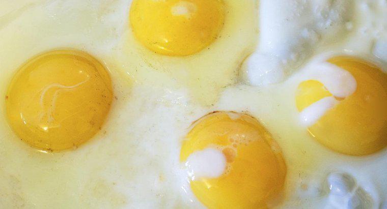 Quem foi a primeira pessoa a comer um ovo?