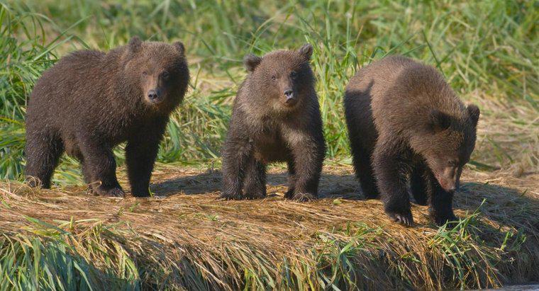 Como é chamado um grupo de ursos?