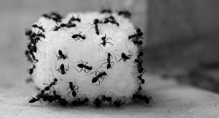 Como você mata formigas usando vinagre?