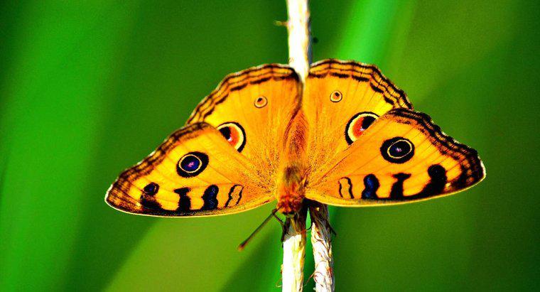 Como as borboletas se protegem?