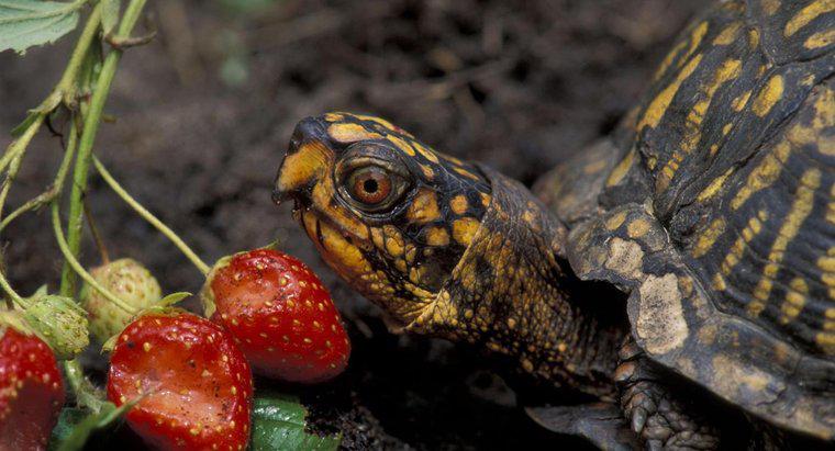 O que comem as tartarugas de caixa do leste?