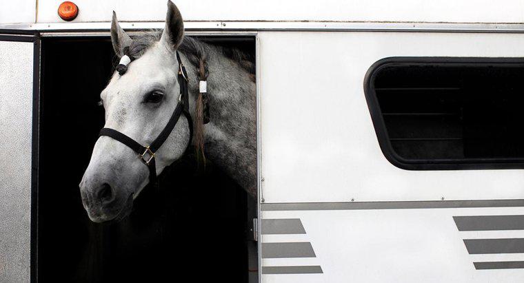 Qual é o tamanho de um trailer de cavalos?