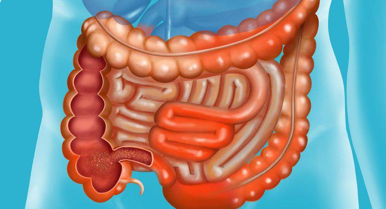 O que acontece no intestino delgado?