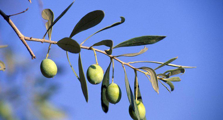 O que a oliveira simboliza?