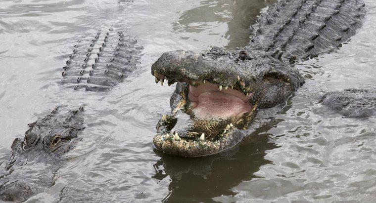 Como é chamado um grupo de crocodilos?