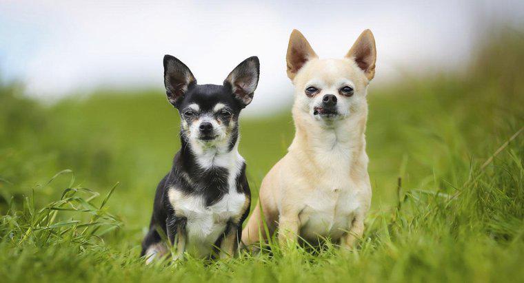 Quanto custam os cães Chihuahua?
