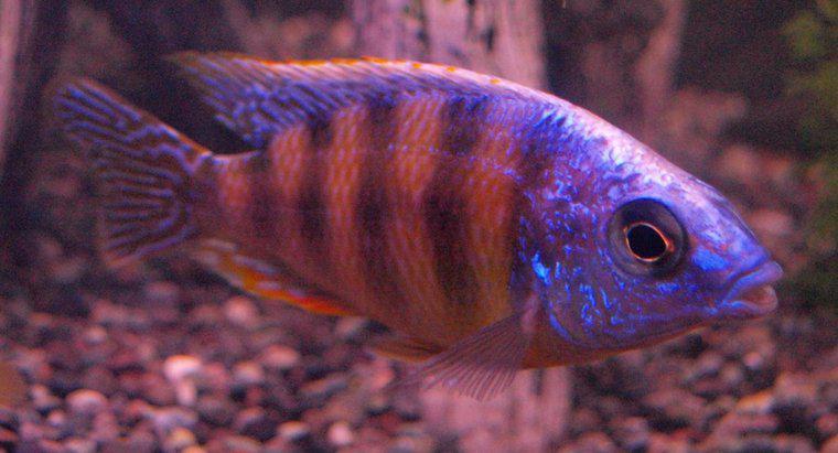 Como os peixes são adaptados à água?