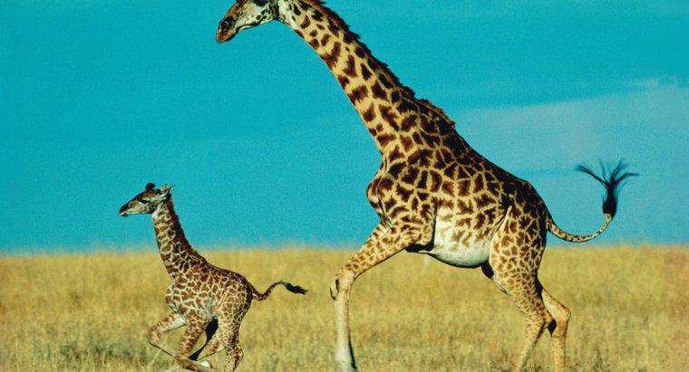 Quanto tempo um bebê girafa fica com sua mãe?