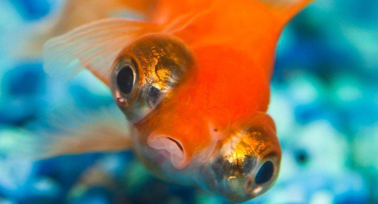 Por que os peixes dourados nadam de cabeça para baixo?