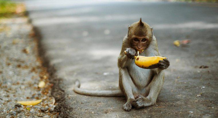 Que tipo de comida os macacos comem?