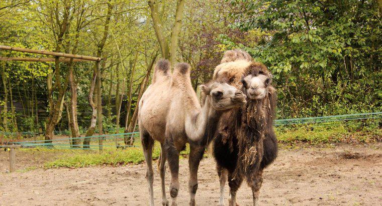 Qual é a diferença entre um camelo One Hump e um Two Hump?