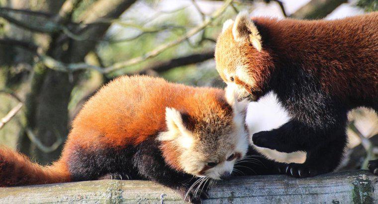 É legal possuir um panda vermelho como animal de estimação?