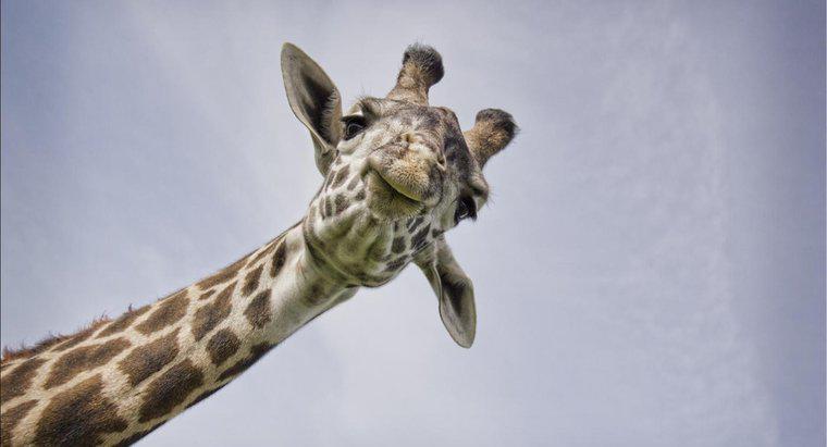 Que tipo de som as girafas fazem?