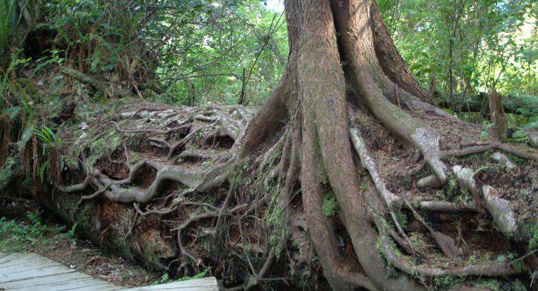 As tempestades fazem com que as árvores tenham raízes mais profundas?