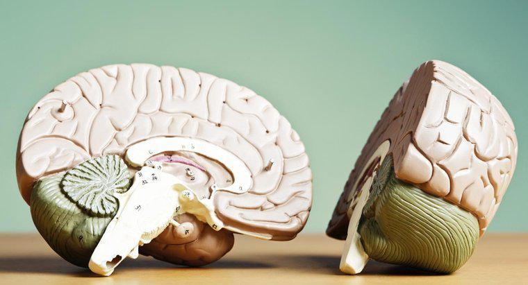 O que conecta os dois hemisférios do cérebro?